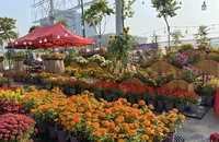 TP.HCM tận dụng đất trống, bỏ rào chắn 9 khu đất để làm công viên, vườn hoa phục vụ Tết