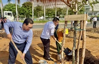 Trồng 230 cây xanh tại Khu đất quy hoạch Quảng trường sáng tạo, TP.HCM
