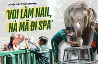 Voi làm nail, hà mã đi spa: Chuyện thật ở Thảo Cầm Viên