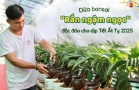 Trình làng dừa bonsai 'rắn ngậm ngọc' độc đáo cho dịp Tết Ất Tỵ 2025