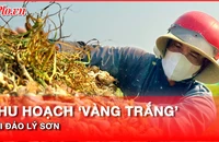 Video: Nông dân tất bật thu hoạch 'vàng trắng’ ở đảo Lý Sơn