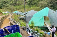 Trại cá tầm 70 tấn ở Quảng Ngãi chết la liệt, người dân trắng tay
