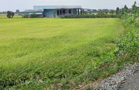 Đất nông nghiệp tại tỉnh Long An. Ảnh: NGUYỄN HIỀN