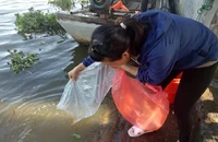 Một người dân đang thả bịch cá xuống sông. Ảnh: Trúc Phương