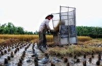 Người dân tại khu Bình Quới - Thanh Đa, TP.HCM thu hoạch lúa. Ảnh: Nguyệt Nhi 