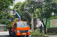 Công nhân đang cắt tỉa cây xanh ở TP.HCM. Ảnh: NGUYỄN CHÂU
