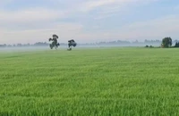 Đất trồng lúa sang loại đất khác trong nhóm đất nông nghiệp sẽ bị phạt đến 30 triệu đồng. Ảnh: NC