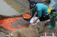 Làng nghề cá chép đỏ Thuỷ Trầm tung hàng Tết ông Công ông Táo