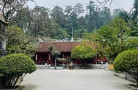 Cây vạn tuế 800 tuổi ở đền Hùng và buổi nói chuyện của Bác Hồ với Đại đoàn quân Tiên phong