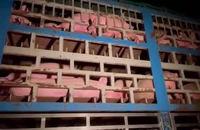 Phát hiện xe chở 190 con lợn nhiễm dịch tả châu Phi