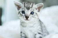 Nhiều người thường nghĩ loài mèo dường như không lắng nghe cuộc trò chuyện của con người, nhưng trên thực tế là có.