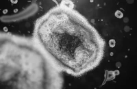 Hình chụp virus đậu mùa khỉ từ kính hiển vi điện tử. 