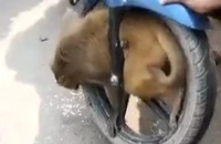 Chú khỉ nghịch ngợm tự làm mình mắc kẹt trong bánh xe máy.