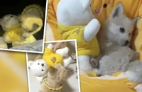 VIDEO: Cảm động chú cún bị lạc cầu xin cô gái nhận nuôi cả bạn gấu bông 