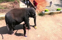Chú voi Mahalakshmi trở nên nổi tiếng khắp nơi nhờ tài năng đá bóng điêu luyện của mình.