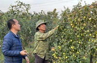 Đặc sản táo muối chỉ có tại Hải Phòng cháy hàng