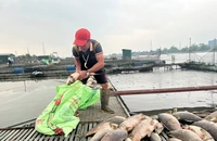 Hàng trăm tấn cá lồng nuôi ở Hải Dương bị chết, người dân thiệt hại lớn