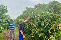 Vải thiều Thanh Hà được giá, mất mùa 