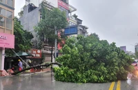 Bão số 2 suy yếu thành áp thấp nhiệt đới