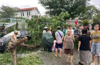 Hải Phòng: Ảnh hưởng của bão số 10, cây phượng gãy đổ khiến một người bị thương