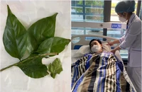 Nhầm lá ngón với rau rừng, 9 người nhập viện sau bữa ăn 