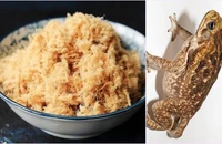 Trẻ suy dinh dưỡng có nên cho ăn thịt cóc? 
