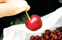 Cherry Úc chính thức được vào Việt Nam