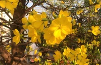 Thu tiền tỷ từ nghề trồng mai 