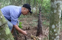Dân Đồng Nai thu trăm triệu nhờ trồng tre lấy măng
