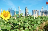 Hoa hướng dương dần nở rộ trên cánh đồng ven sông Sài Gòn, chờ khách đến check-in