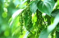 Mỹ đã mua hơn 40.000 tấn hạt tiêu Việt