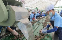 Sâu róm đỏ tấn công, nông dân trắng tay