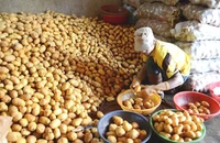 Chợ Đà Lạt cấm cửa khoai tây, cà rốt Trung Quốc