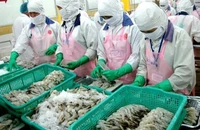 Trung Quốc tăng nuôi tôm, Việt Nam vẫn có cơ hội xuất khẩu lớn