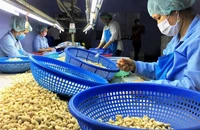 Vụ nghi lừa đảo hàng Việt xuất khẩu: Tìm cách lấy lại 36 container 