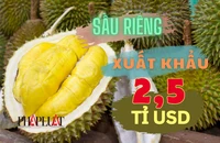 Xuất khẩu sầu riêng sang Trung Quốc dự báo thu về 2,5 tỉ USD