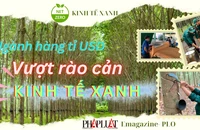 Ngành cao su vượt qua rào cản chuyển đổi kinh tế xanh
