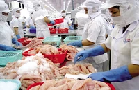 Trung Quốc bất ngờ tăng mua cá tra Việt Nam cuối năm