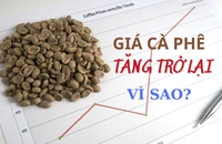 Vì sao giá cà phê phục hồi tăng trở lại?