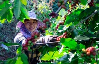 Điều gì khiến giá cà phê và giá tiêu liên tục tăng cao?