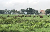 20 dự án nhà ở quy mô lớn tại TP.HCM sắp được gỡ vướng pháp lý