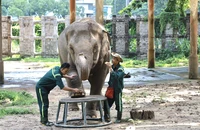 Thông tin 'Chuyển Thảo Cầm Viên ra Safari Củ Chi' là không chính xác