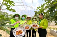 Doanh nghiệp nhập cuộc nông nghiệp đô thị: Từ rau sạch đến tín chỉ carbon