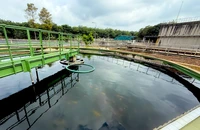 Chuyện lạ trong nhà máy cao su: Cá Koi sống khỏe nhờ... nước thải