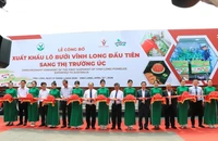 Xuất khẩu lô bưởi da xanh đầu tiên sang Úc, mở ra cơ hội triệu đô