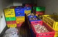 Liên tiếp phát hiện các vụ vận chuyển thịt heo, gà bẩn vào TP.HCM tiêu thụ
