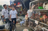Liên tiếp xử phạt tiểu thương giết mổ gia cầm trái phép
