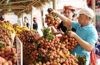 Những thời điểm nào không nên ăn vải thiều?