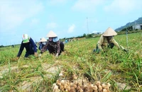 Mẹo nhỏ giúp người tiêu dùng mua đúng tỏi Lý Sơn