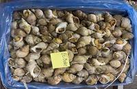 Thực hư chất lượng hải sản ngoại nhập giá siêu rẻ